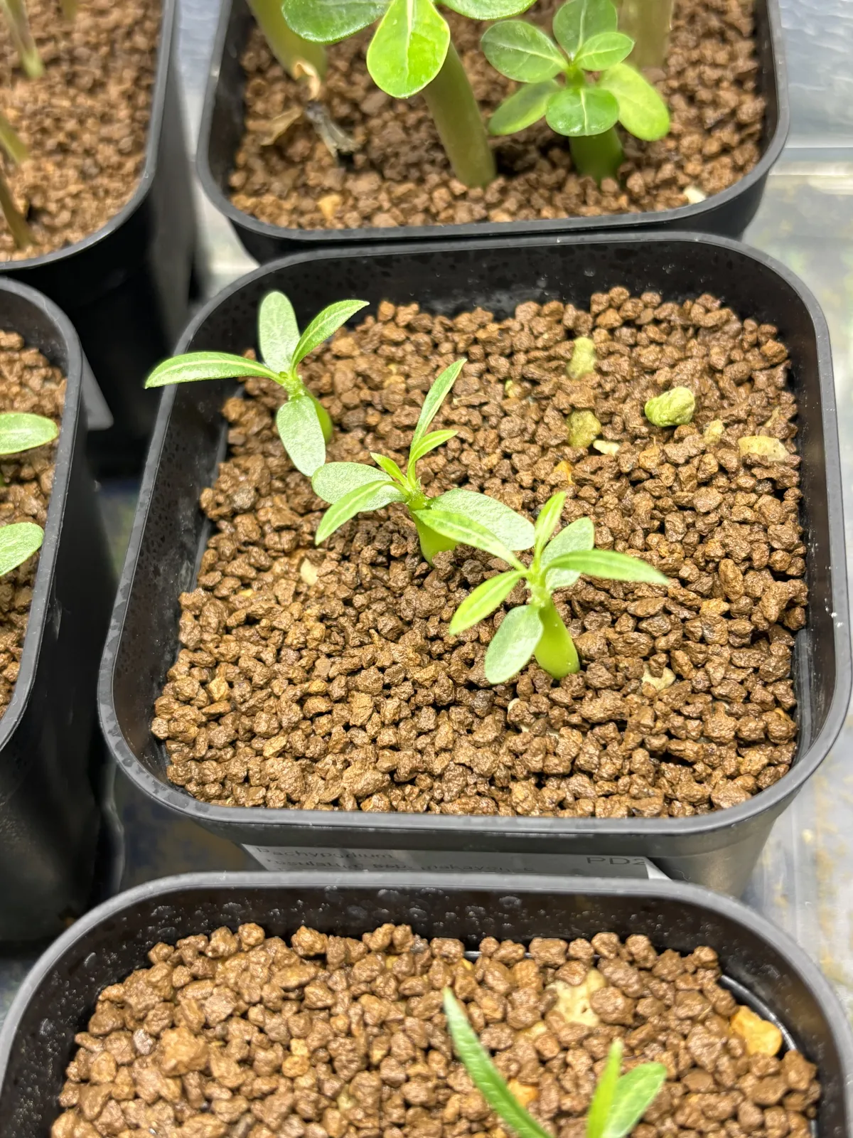 Pachypodium rosulatum ssp. makayense (パキポディウム マカイエンセ)