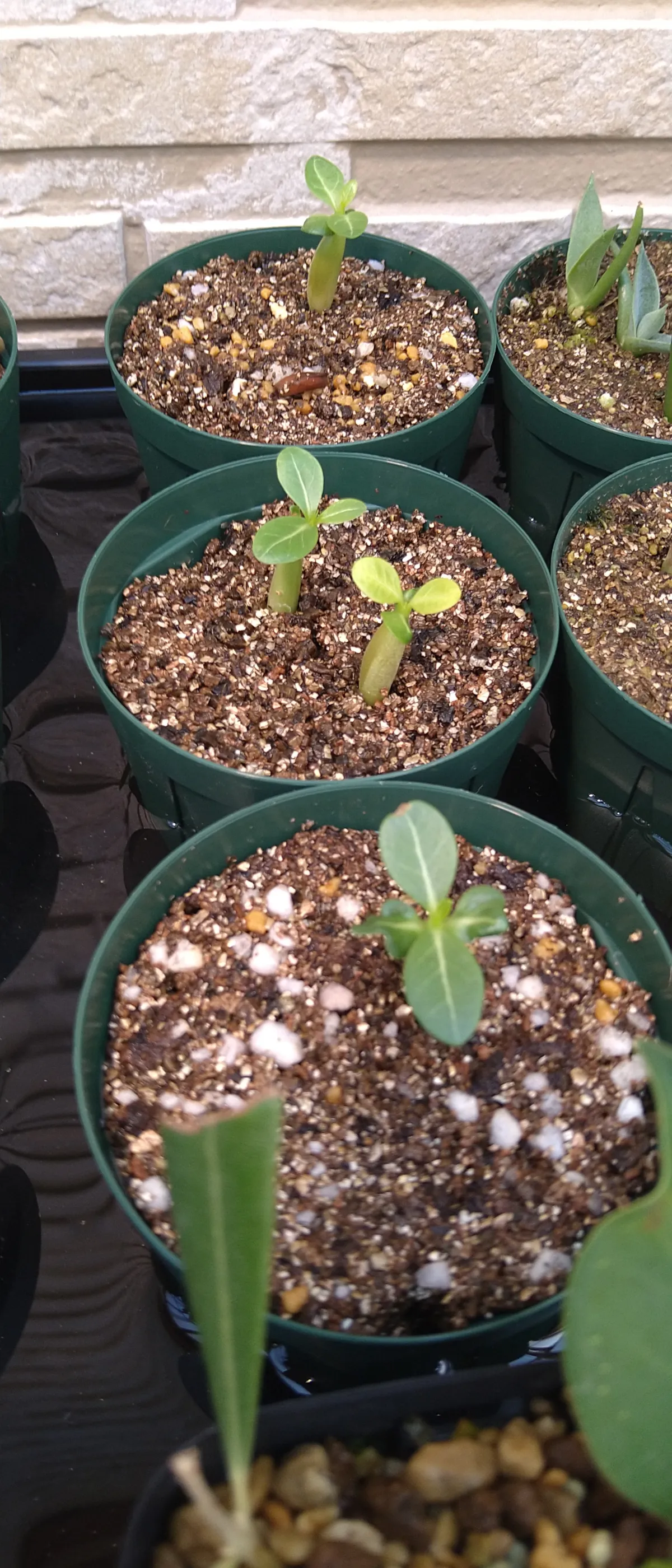 Adenium arabicum Alien (アデニウム エイリアン)
