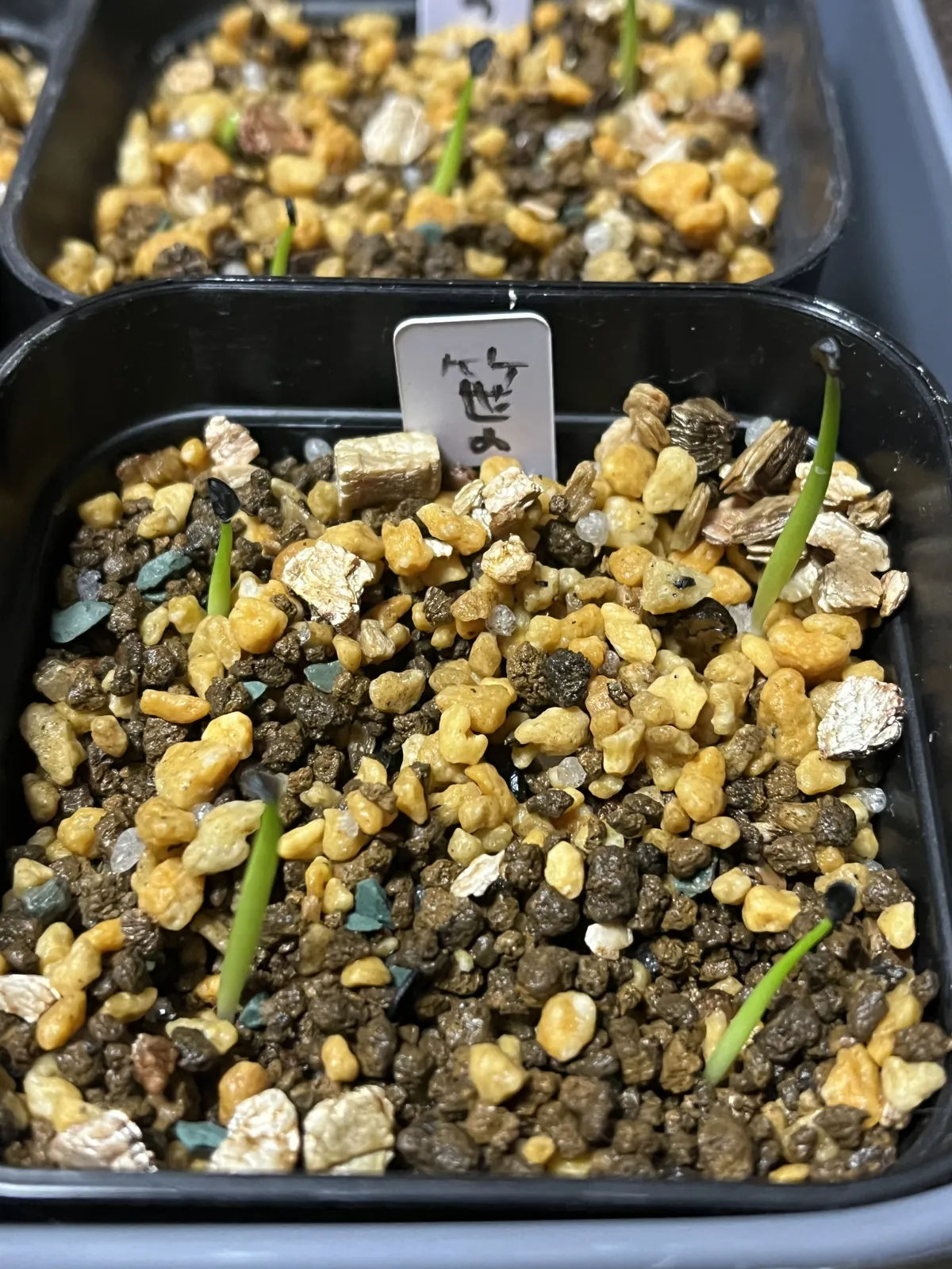 Agave victoriae-reginae ssp. victoriae-reginae (アガベ ビクトリアレジーナエ 笹の雪)
