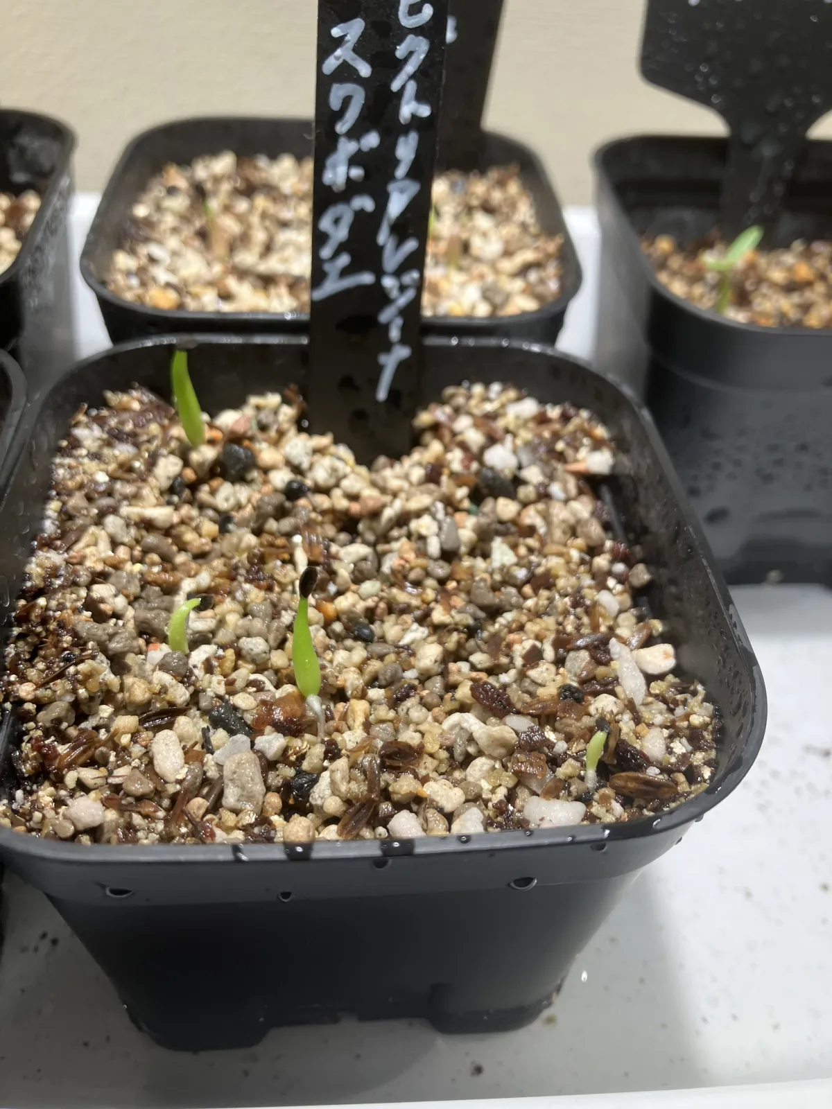 Agave victoriae-reginae ssp. swobodae (アガベ スワボダエ コンパクタ)