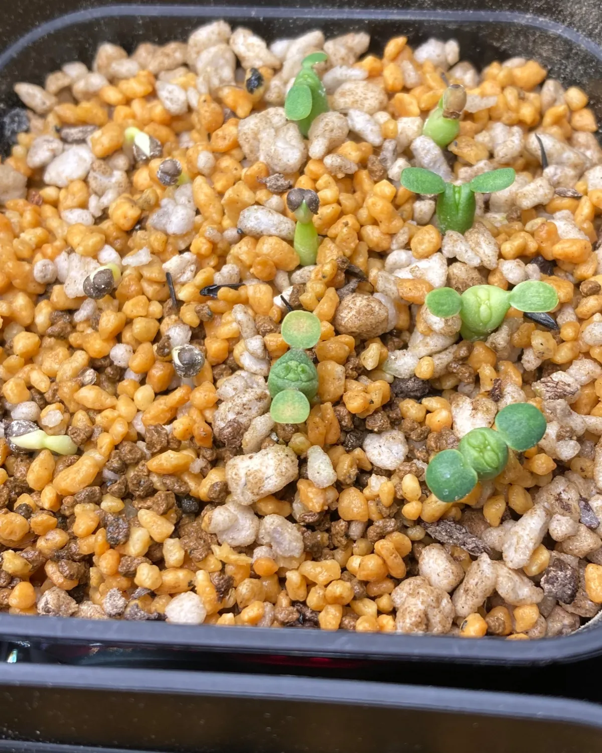 Euphorbia obesa (ユーフォルビア オベサ)