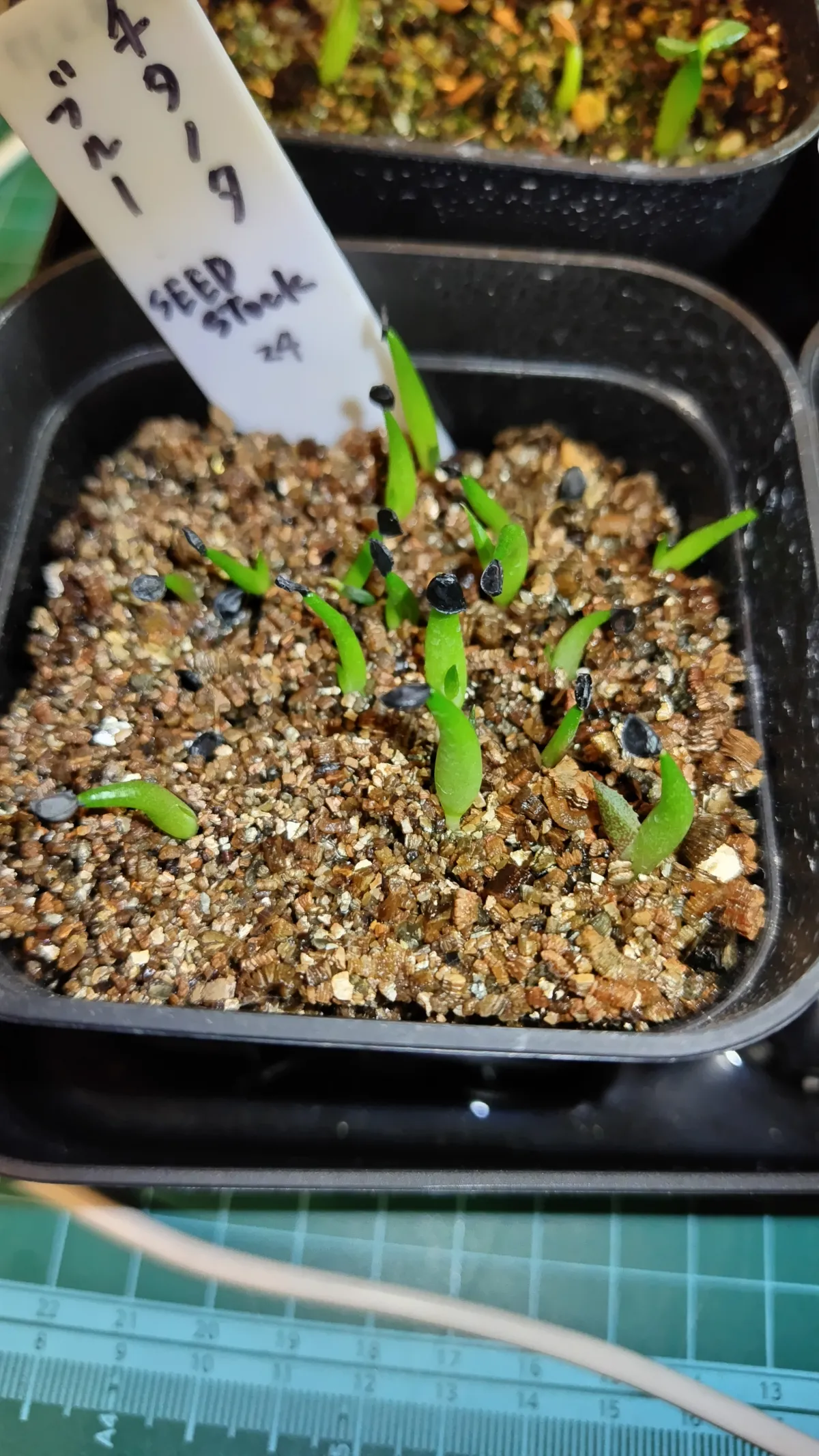 Agave titanota Blue Lot. (アガベ チタノタブルー)