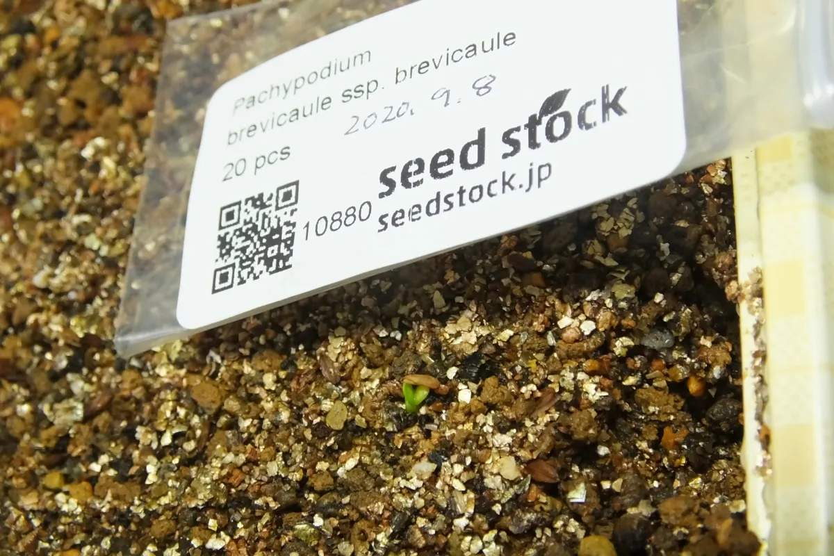 Pachypodium brevicaule ssp. brevicaule ([モニター種子] パキポディウム ブレビカウレ)
