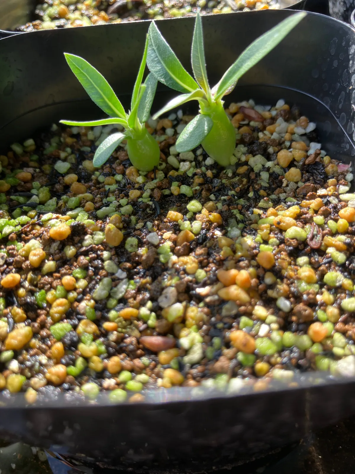 Pachypodium rosulatum ssp. makayense (パキポディウム マカイエンセ)