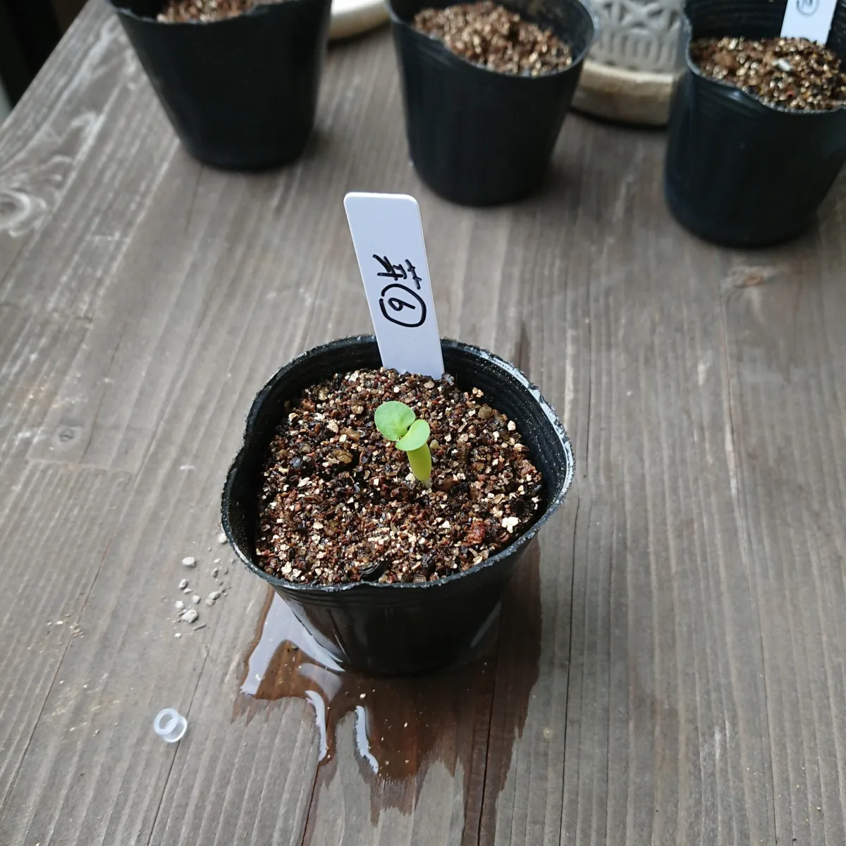 Pachypodium succulentum (パキポディウム サキュレンタム)