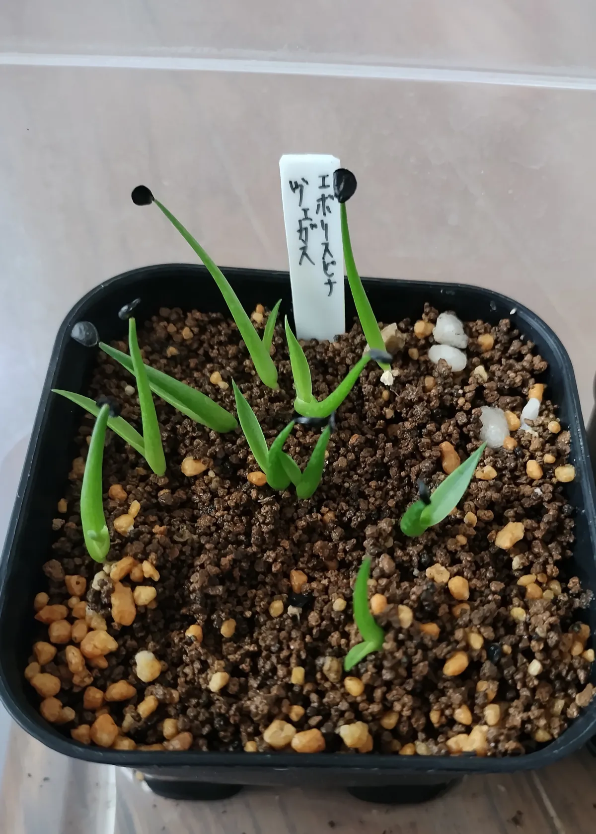 Agave utahensis var. eborispina Vegas (アガベ エボリスピナ ヴェガス)