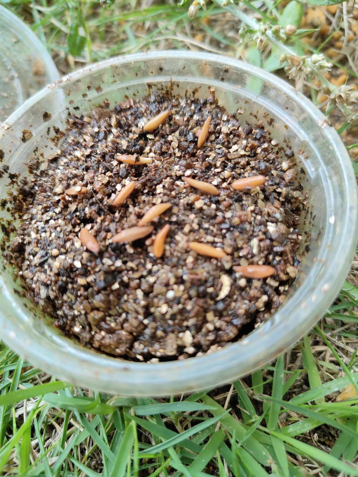 Pachypodium rosulatum var. gracilius ([無料種子] 発芽難 パキポディウム グラキリス　)
