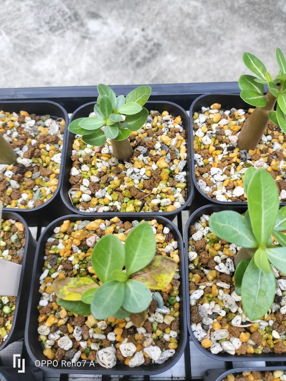 Adenium arabicum Alien (アデニウム エイリアン)