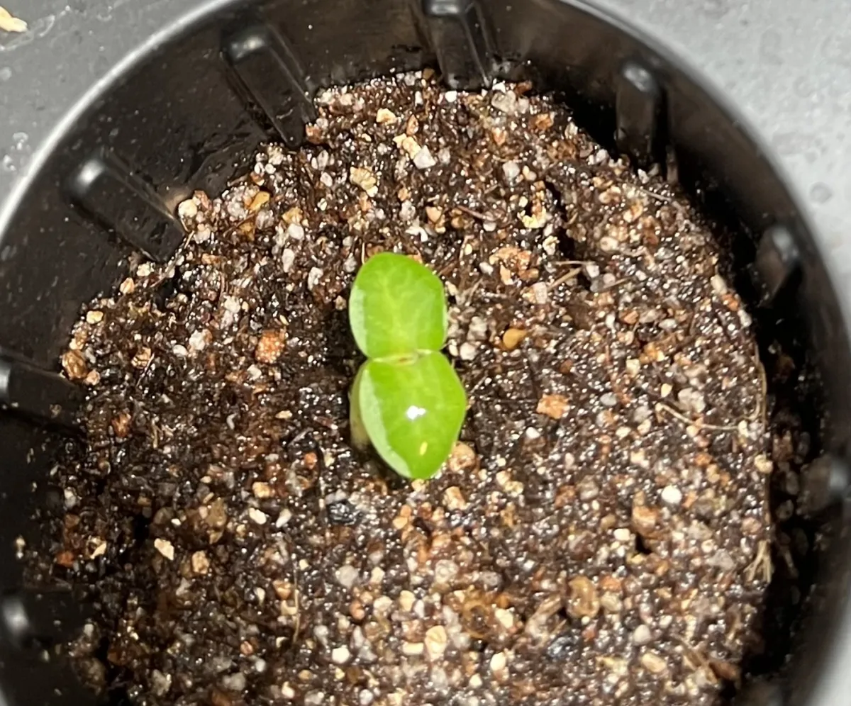 Pachypodium succulentum (パキポディウム サキュレンタム)