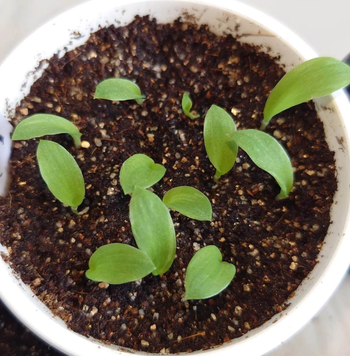 Chlorophytum orchidastrum (クロロフィツム プリンセス メイブル)