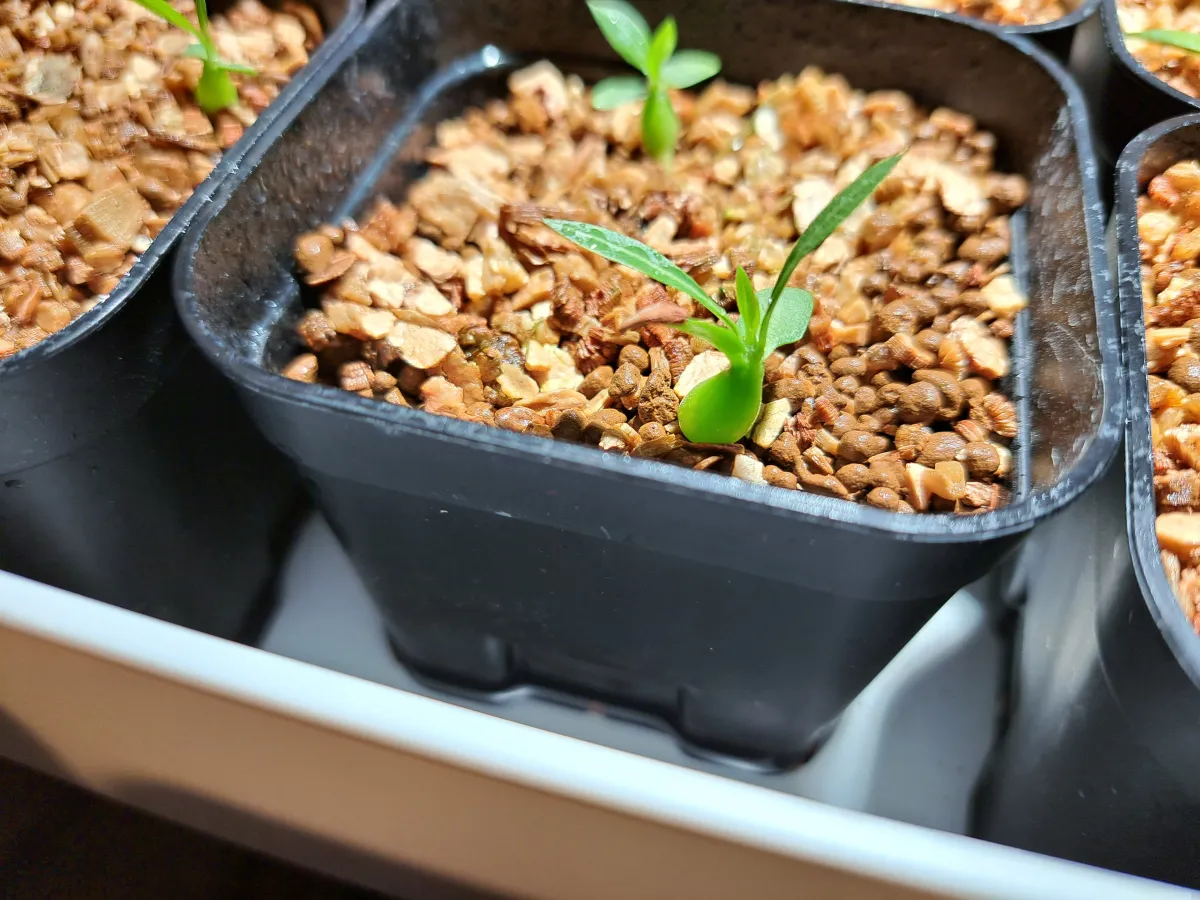 Pachypodium rosulatum ssp. makayense (パキポディウム マカイエンセ)