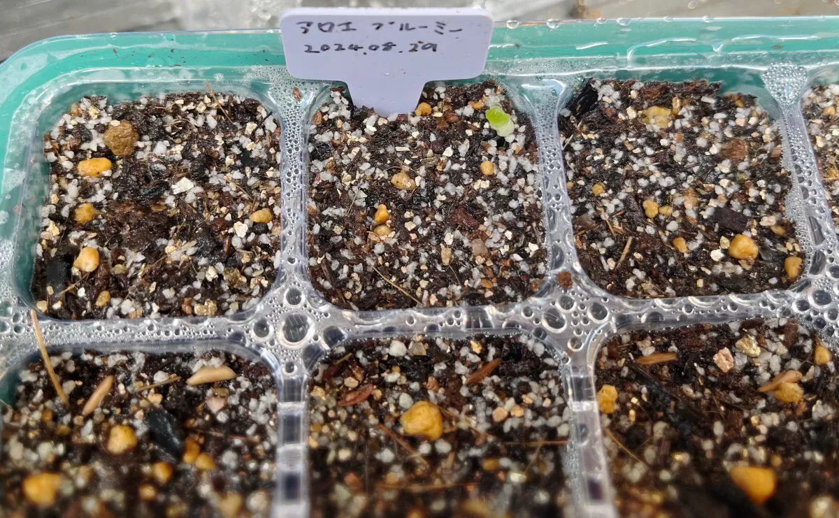 Aloe broomii (アロエ ブルーミー)