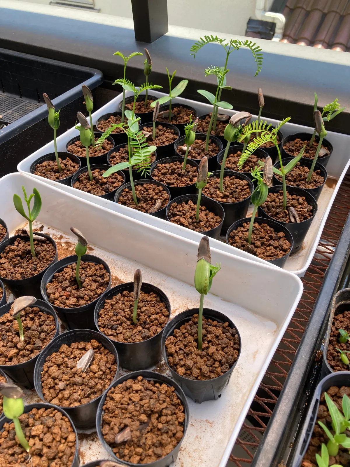 Delonix regia (デロニクス レジア 鳳凰木)