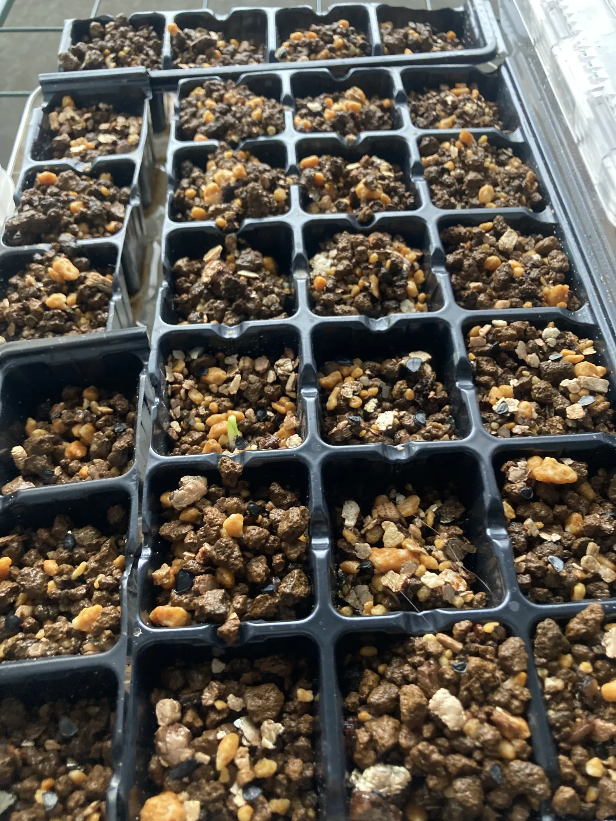 Dioscorea elephantipes Lot. (ディオスコレア エレファンティペス)