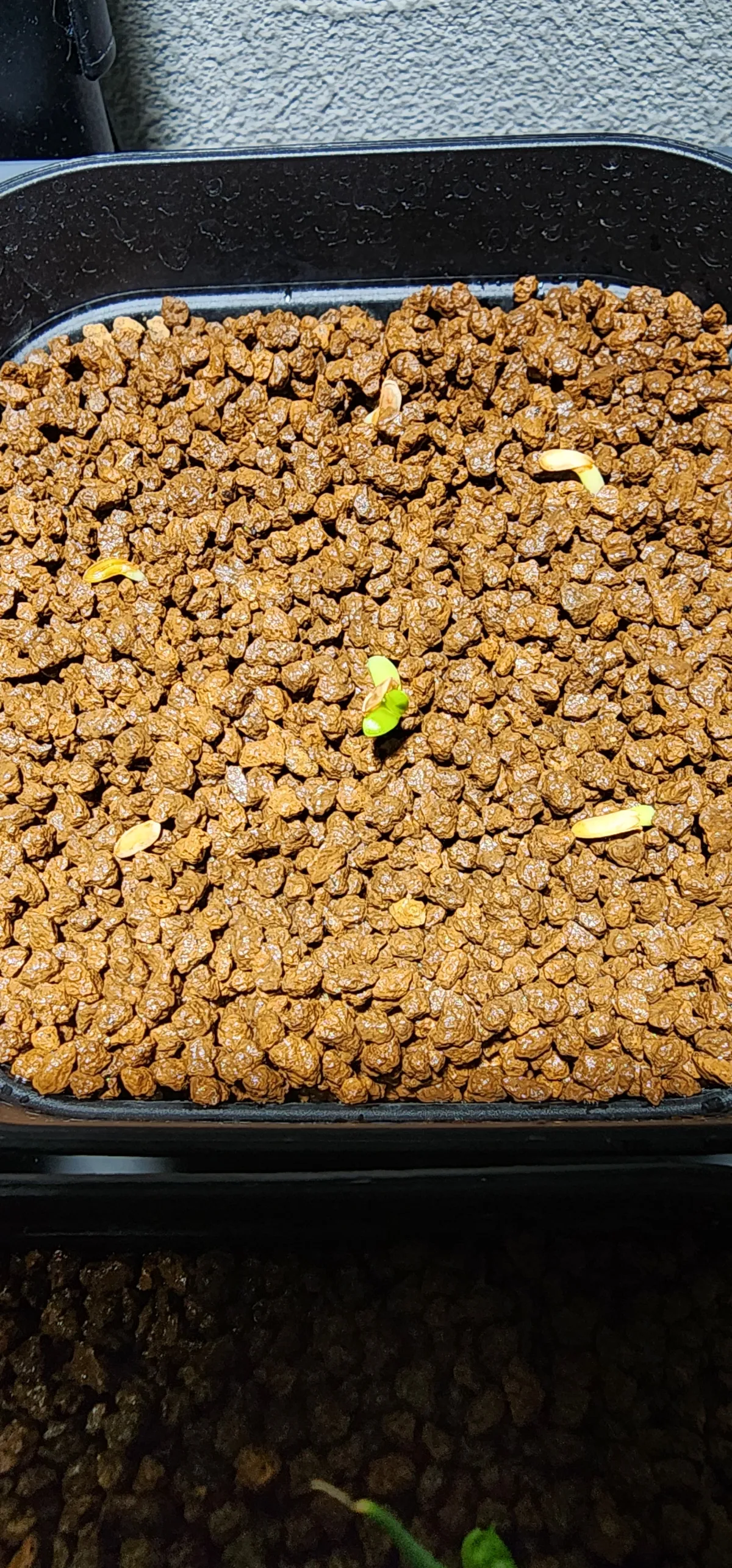 Pachypodium rosulatum ssp. makayense (パキポディウム マカイエンセ)