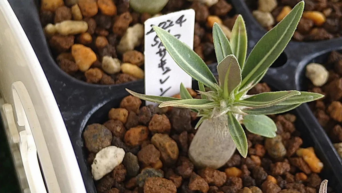 Pachypodium succulentum (パキポディウム サキュレンタム)