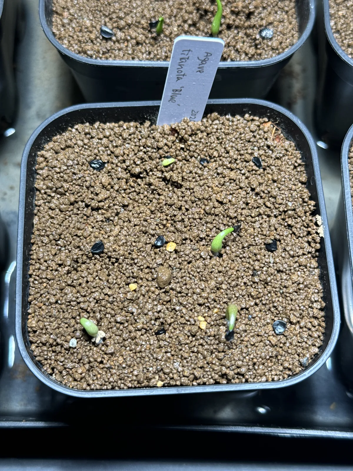 Agave titanota Blue Lot. (アガベ チタノタブルー)