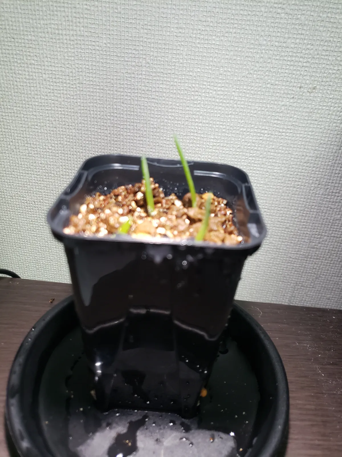 Aloe polyphylla (アロエ ポリフィラ)