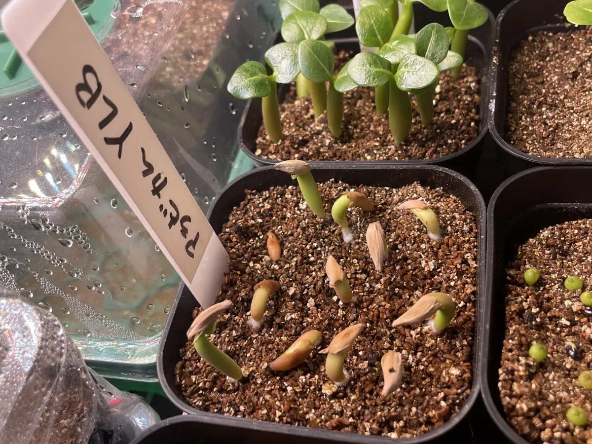 YLB Adenium arabicum Yak Lop Buri (アデニウム アラビカム)
