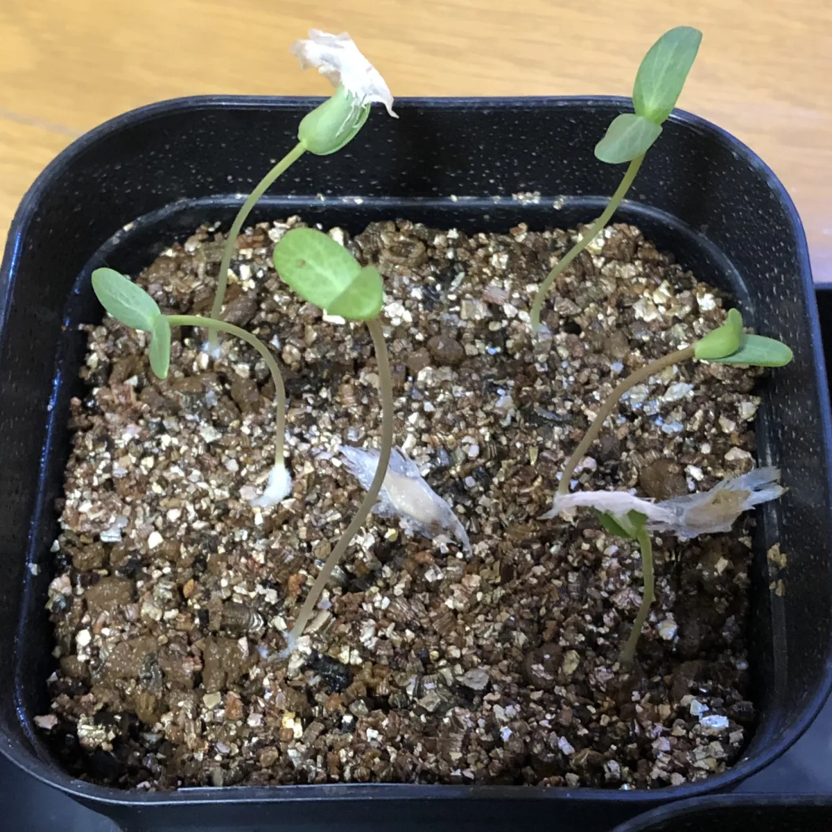 Fouquieria formosa (フォークイエリア フォルモサ)