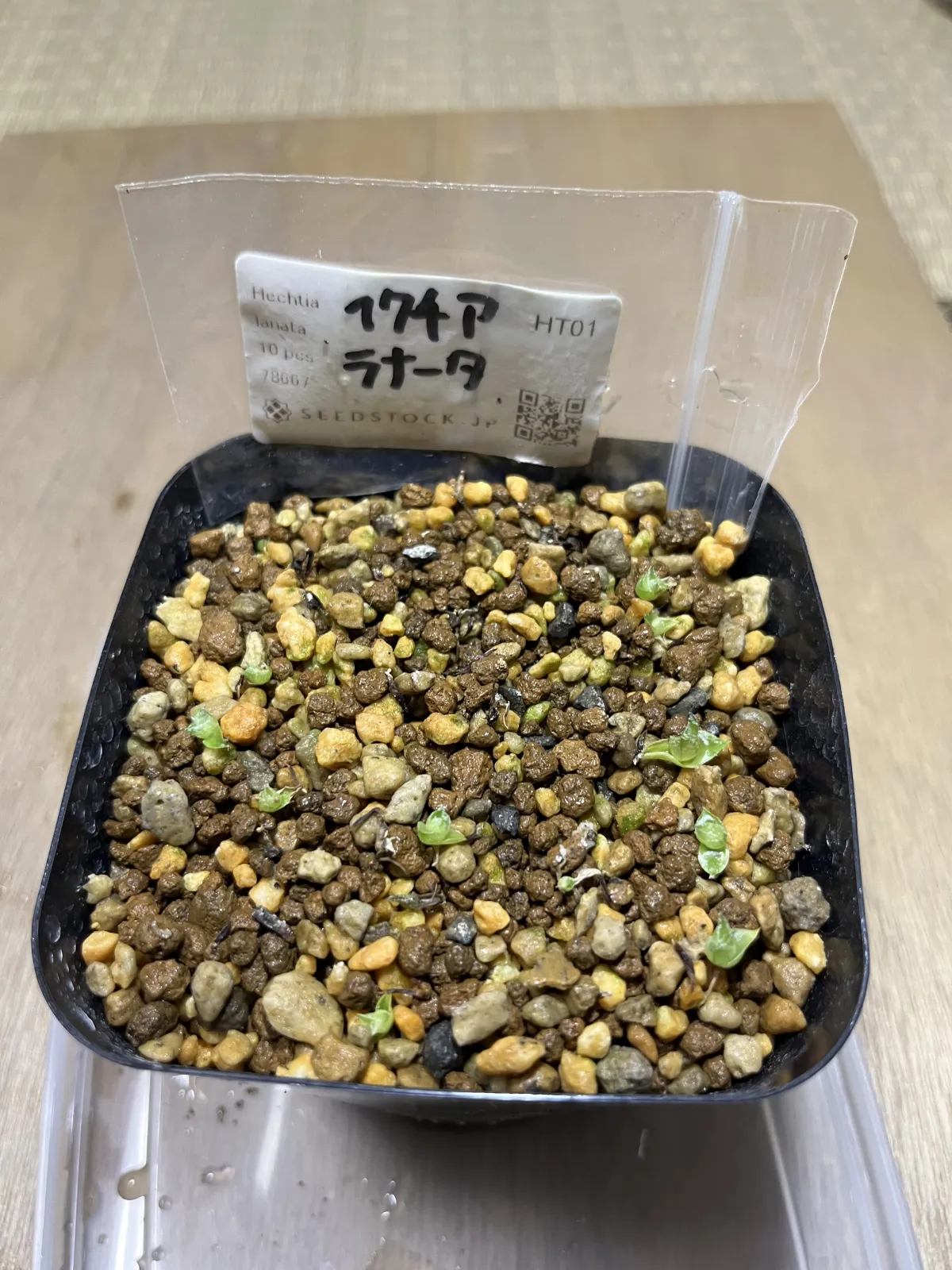 Hechtia lanata (ヘクチア ラナータ)