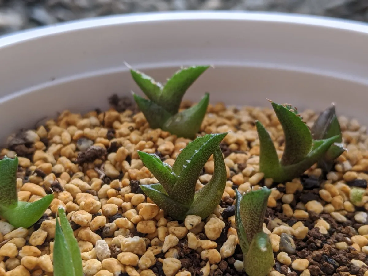 Agave oteroi Lot. (アガベ オテロイ)