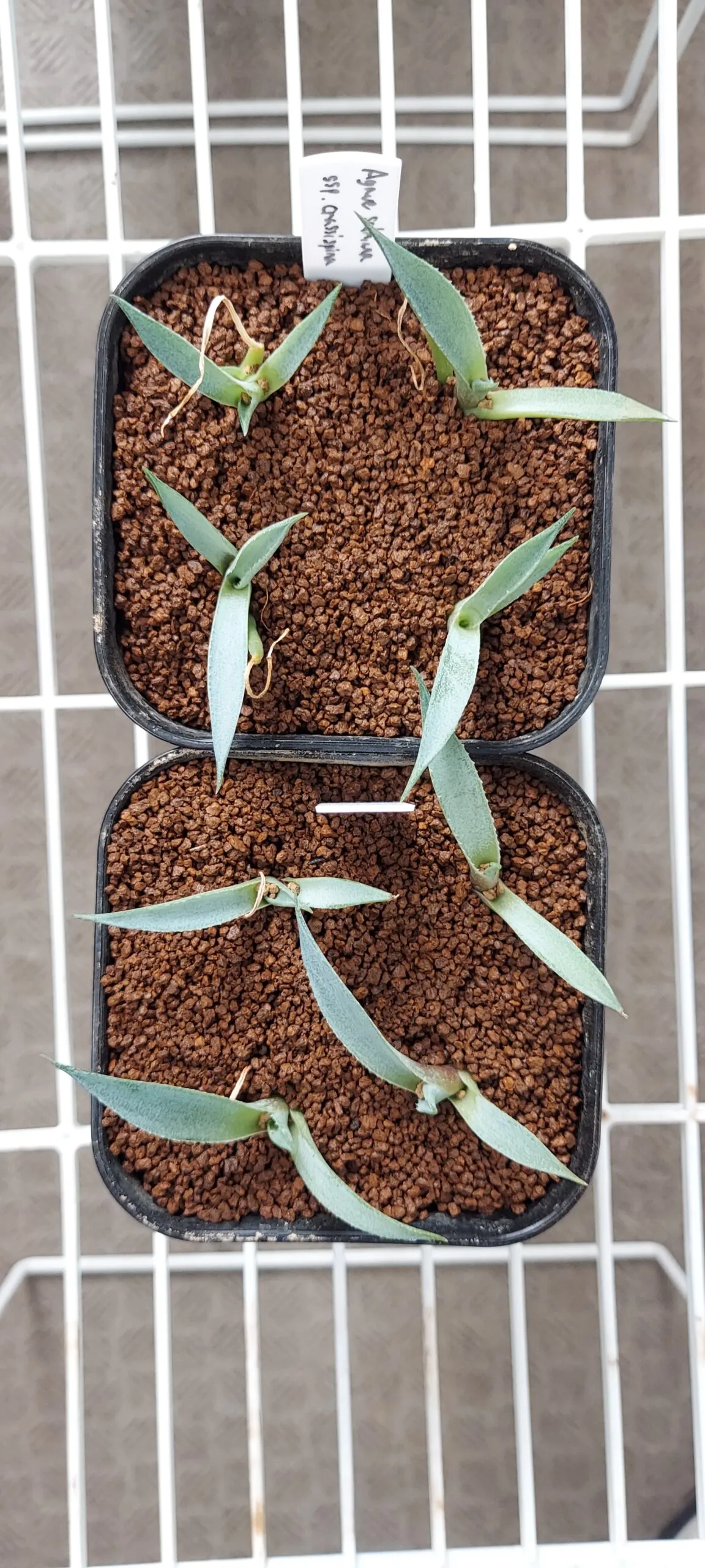 Agave salmiana ssp. crassispina (アガベ サルミアナ クラシスピナ)
