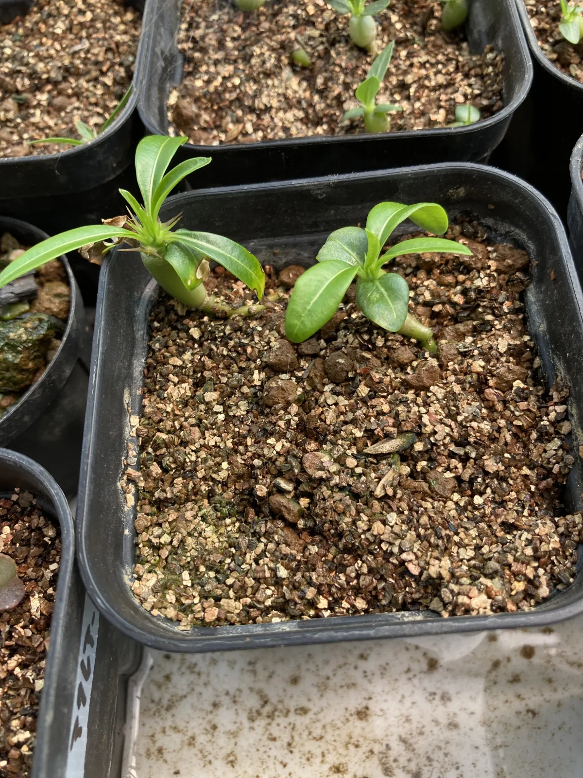 Pachypodium lamerei (パキポディウム ラメレイ)