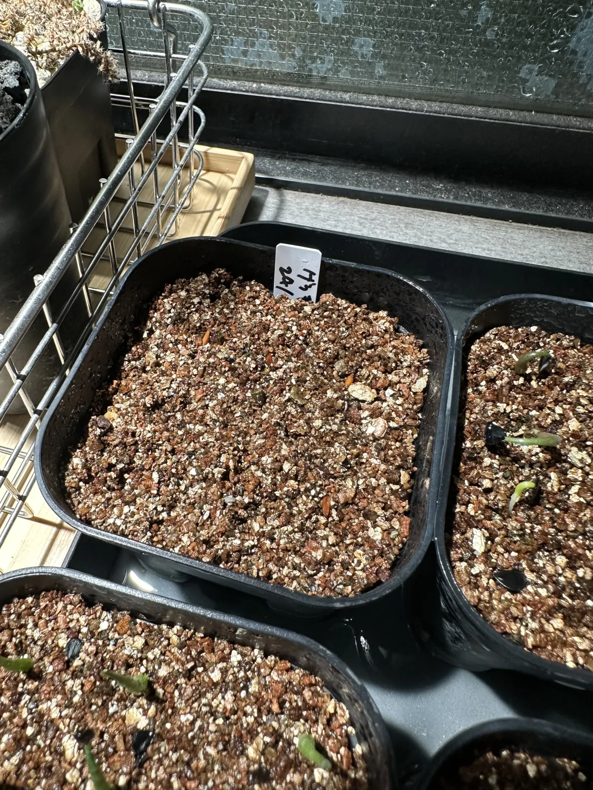 Pachypodium rosulatum var. gracilius ([無料種子] 発芽難 パキポディウム グラキリス　)