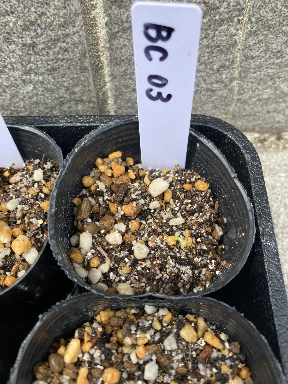 Beaucarnea recurvata (ボーカルネア レクルバータ)