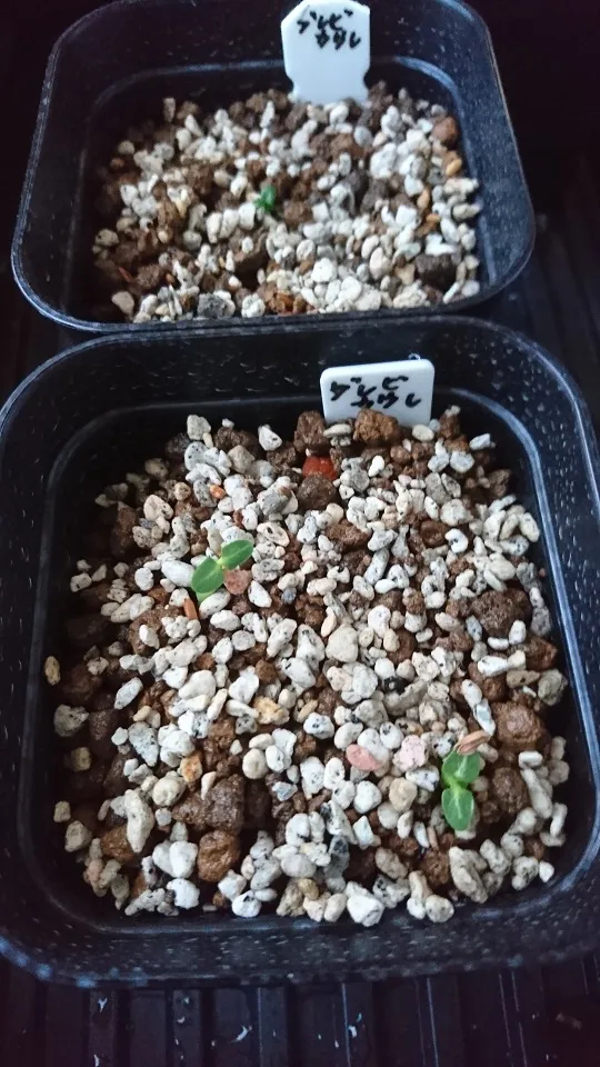 Pachypodium brevicaule ssp. brevicaule ([モニター種子] パキポディウム ブレビカウレ)