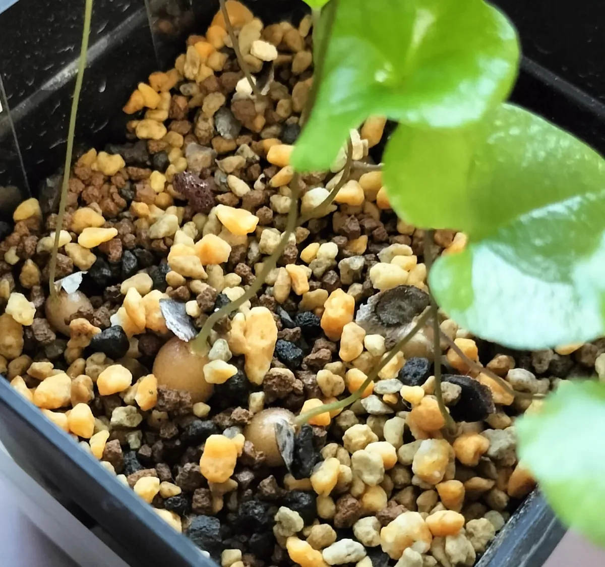 Dioscorea elephantipes ([チャレンジ種子] 亀甲竜)