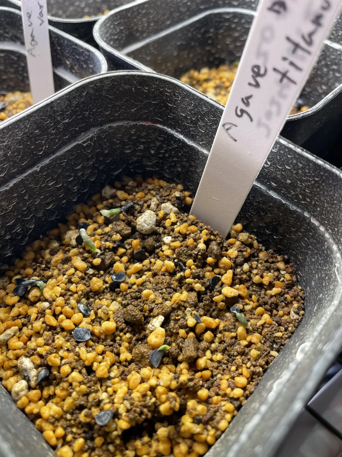 Agave titanota Blue Lot. (アガベ チタノタブルー)