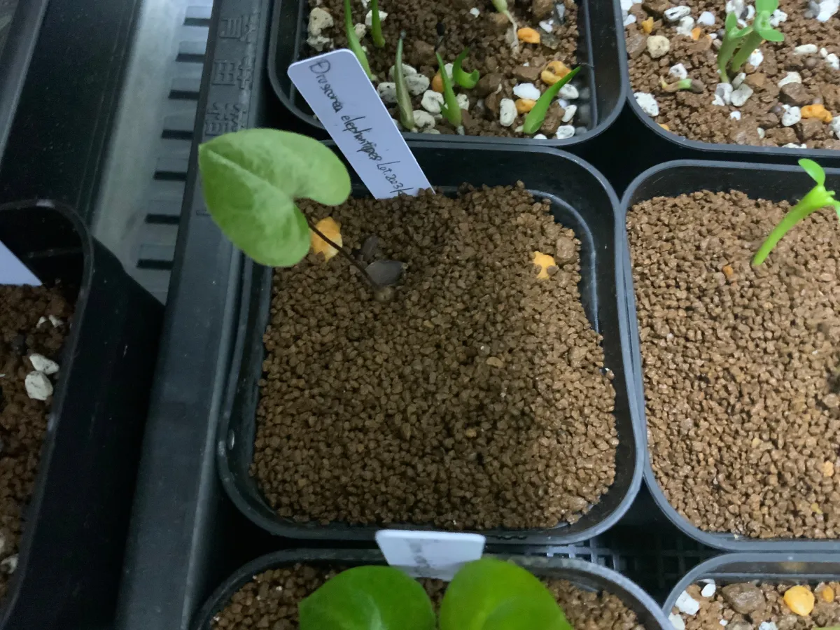 Dioscorea elephantipes (ディオスコレア エレファンティペス)