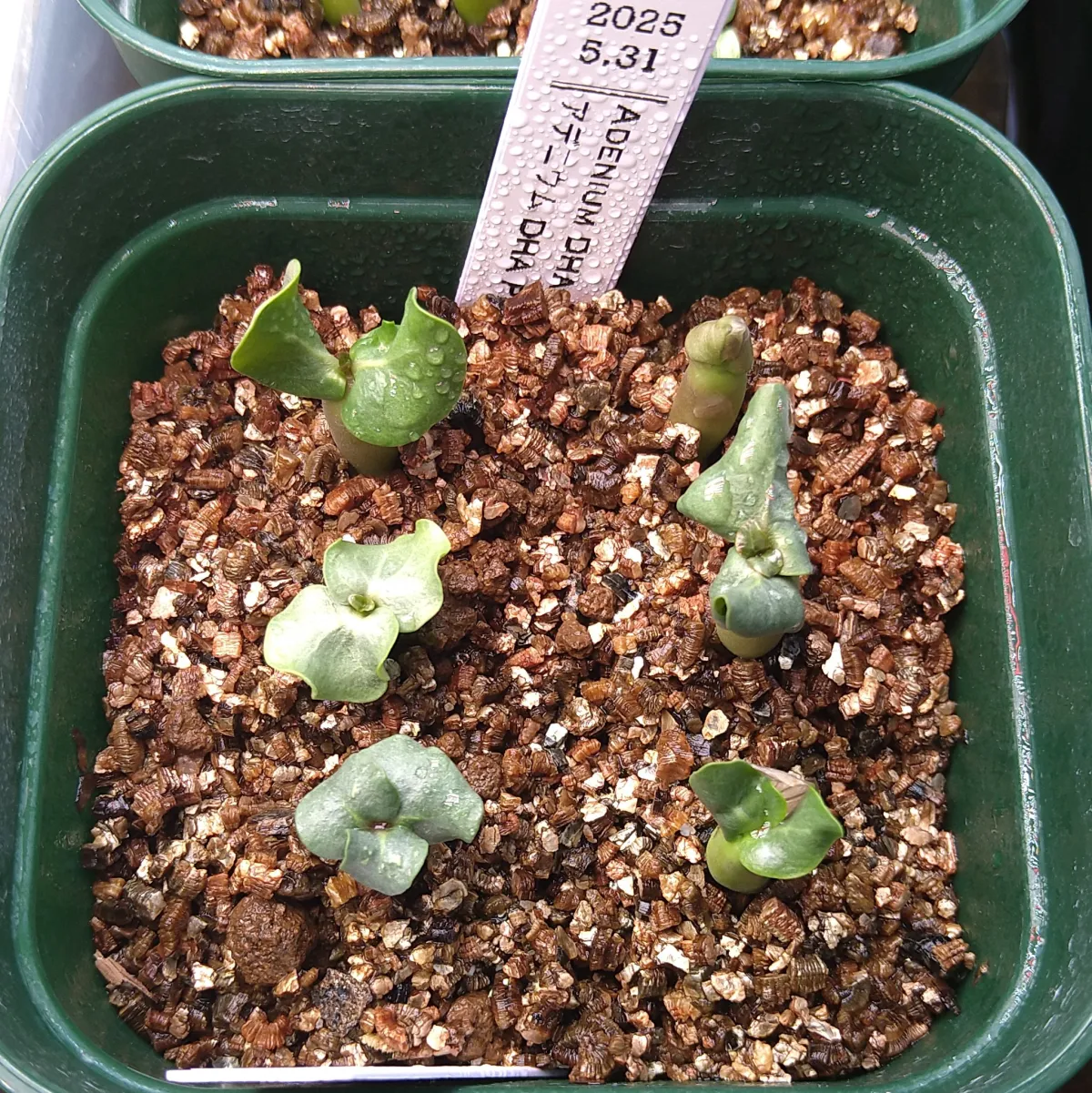 DHA PMK Adenium DHA PMK (アデニウム)