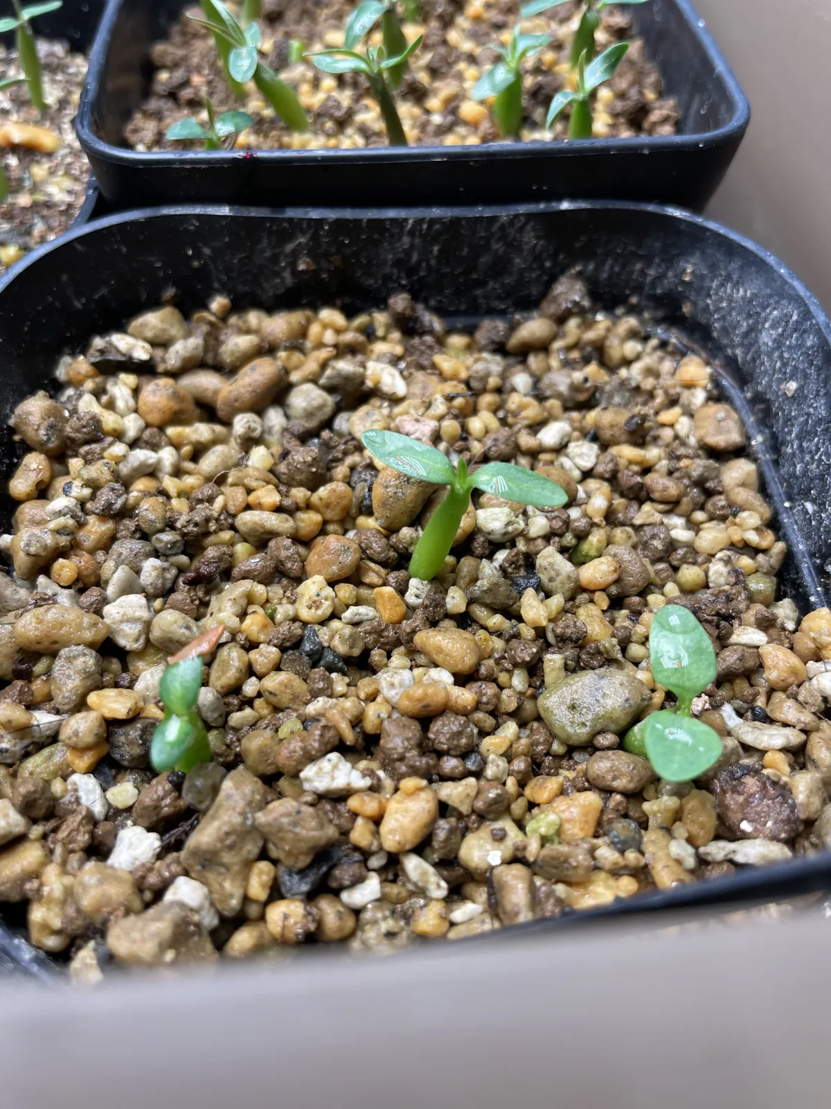 Pachypodium rosulatum ssp. makayense (パキポディウム マカイエンセ)