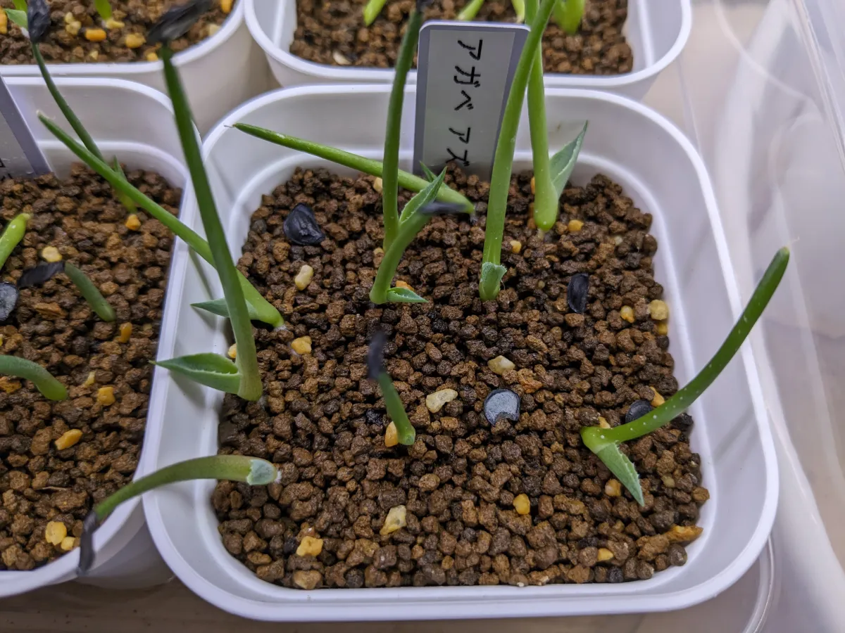 Agave sp. (アガベ アズールモントレー)