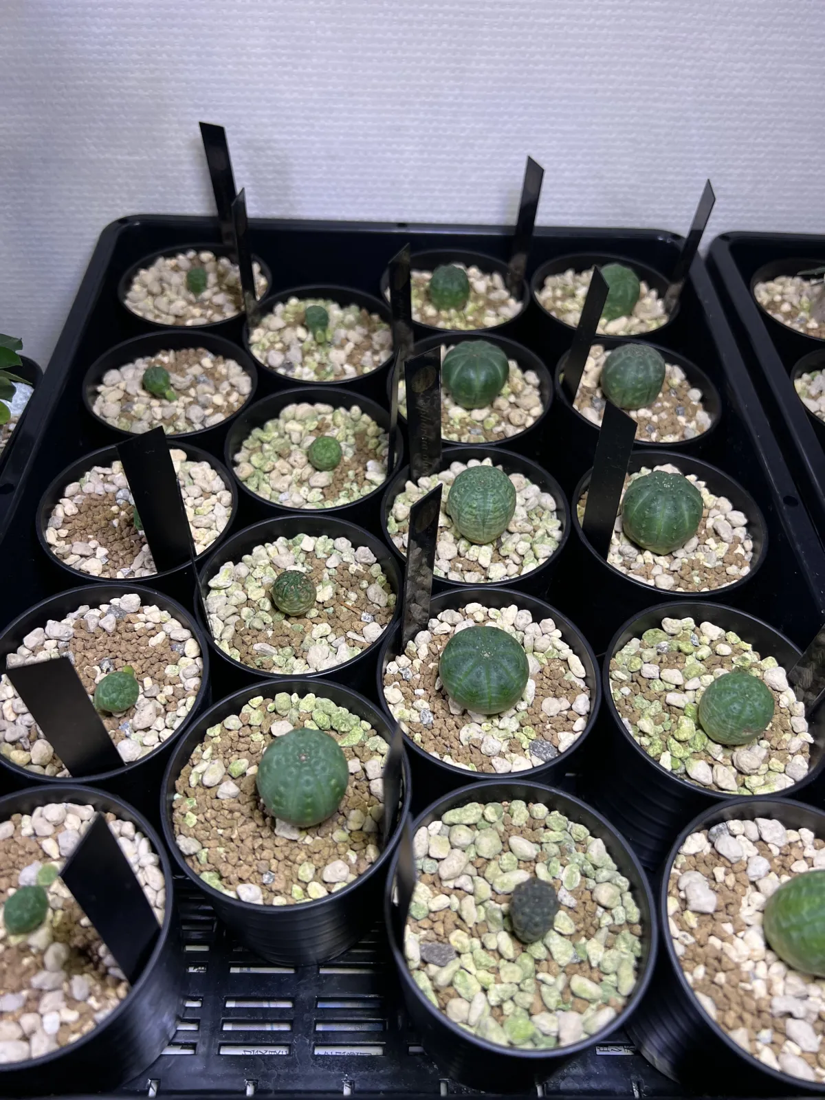Euphorbia obesa (ユーフォルビア オベサ)