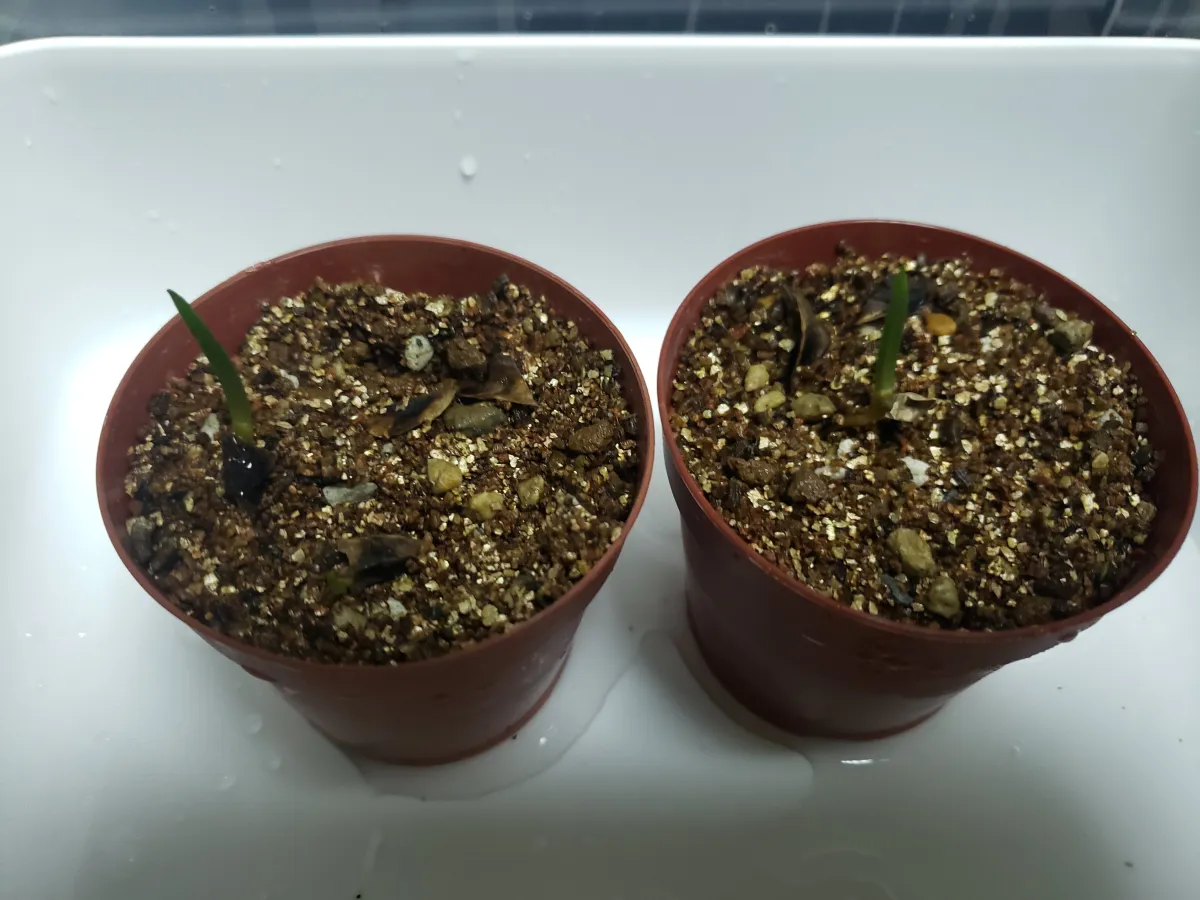 Aloe barberae (アロエ バルベラエ)