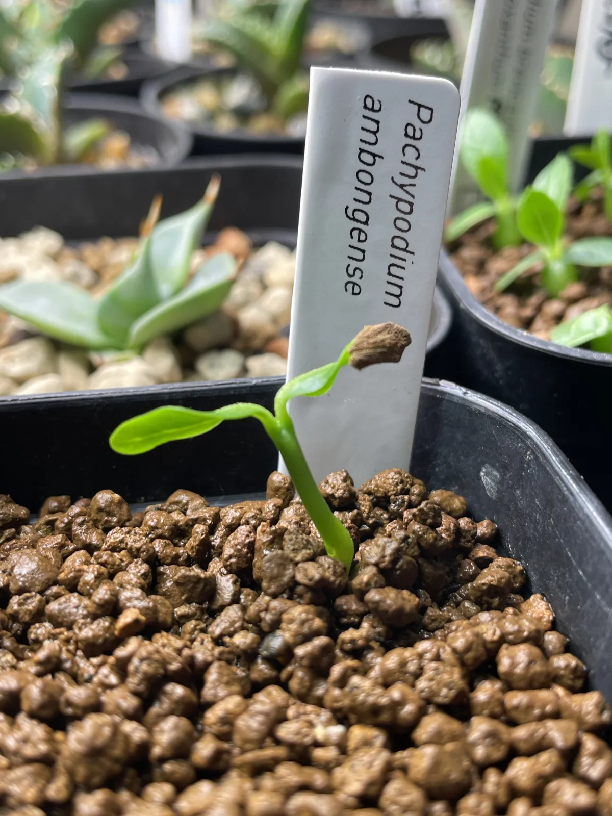 Pachypodium ambongense (パキポディウム アンボンゲンセ)