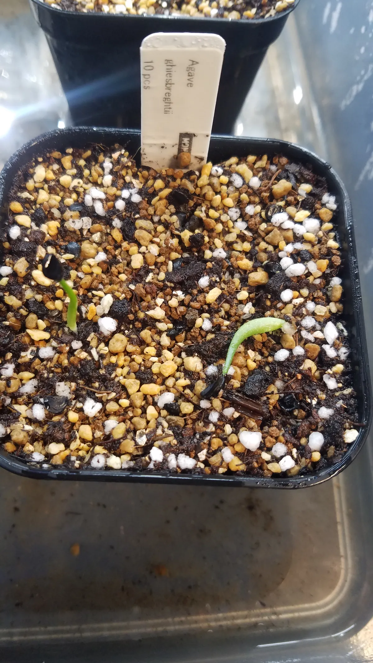 Agave ghiesbreghtii (アガベ パルプソーラム)