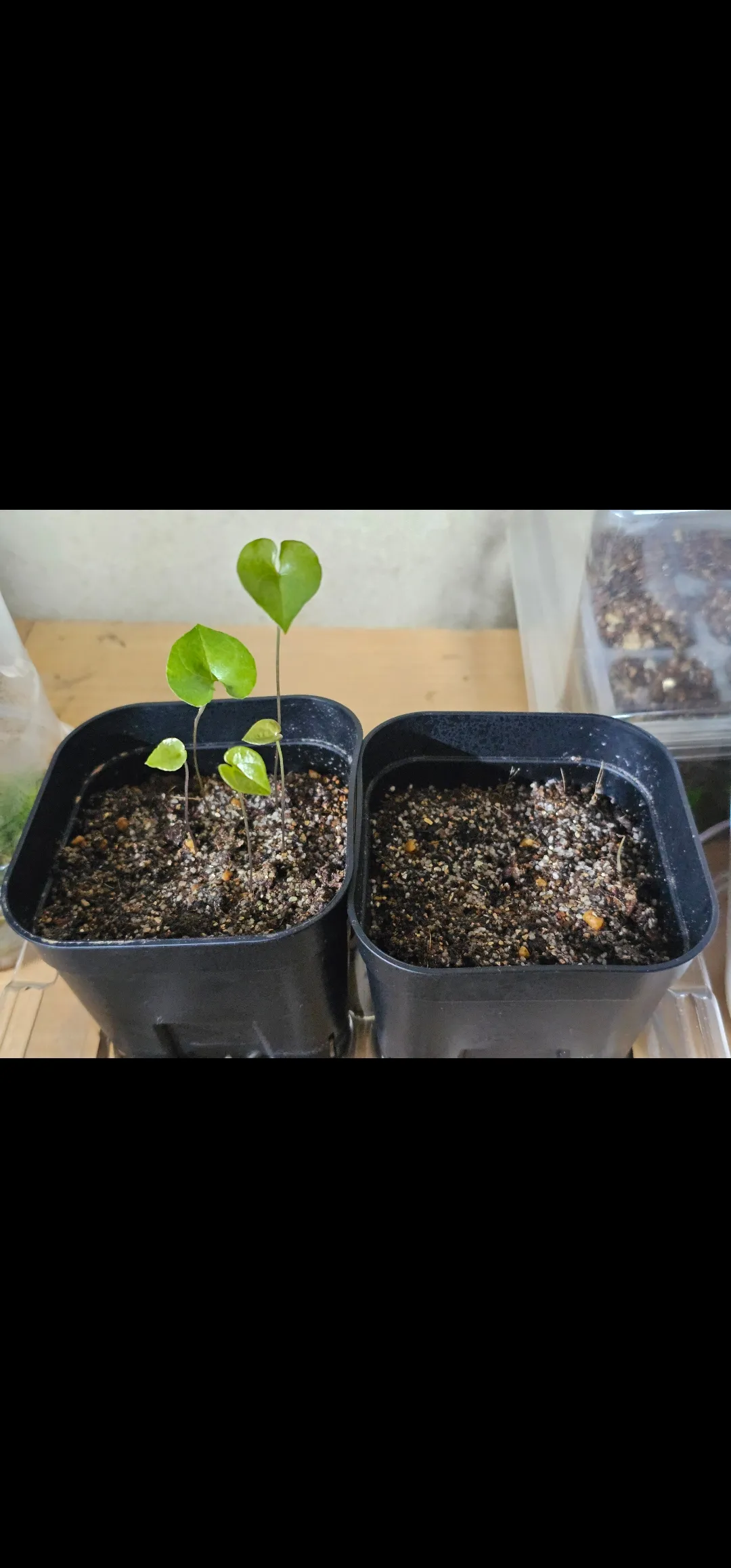 Dioscorea elephantipes (ディオスコレア エレファンティペス)
