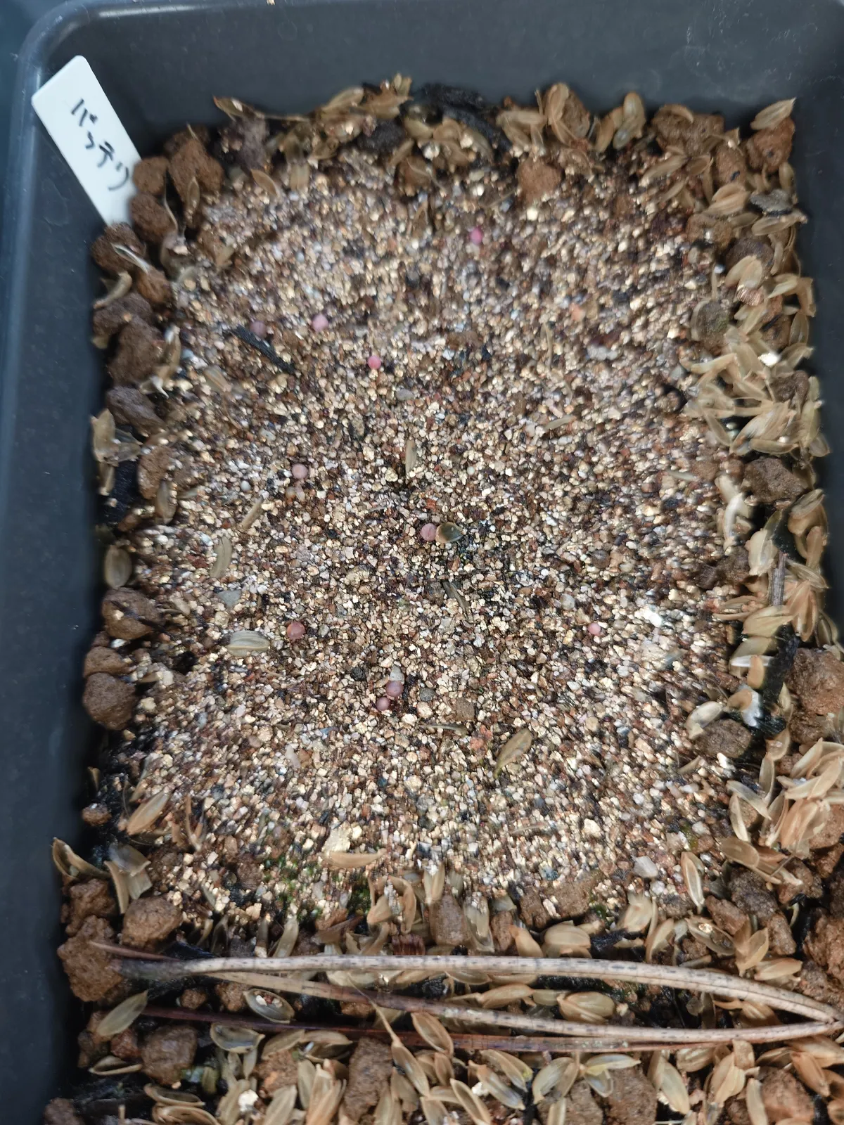 Gymnocalycium vatteri (ギムノカリキウム バッテリー)