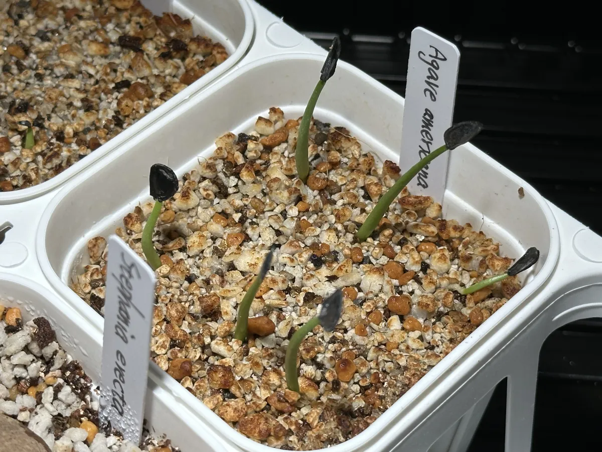 Agave americana ssp. americana (アガベ アメリカーナ)