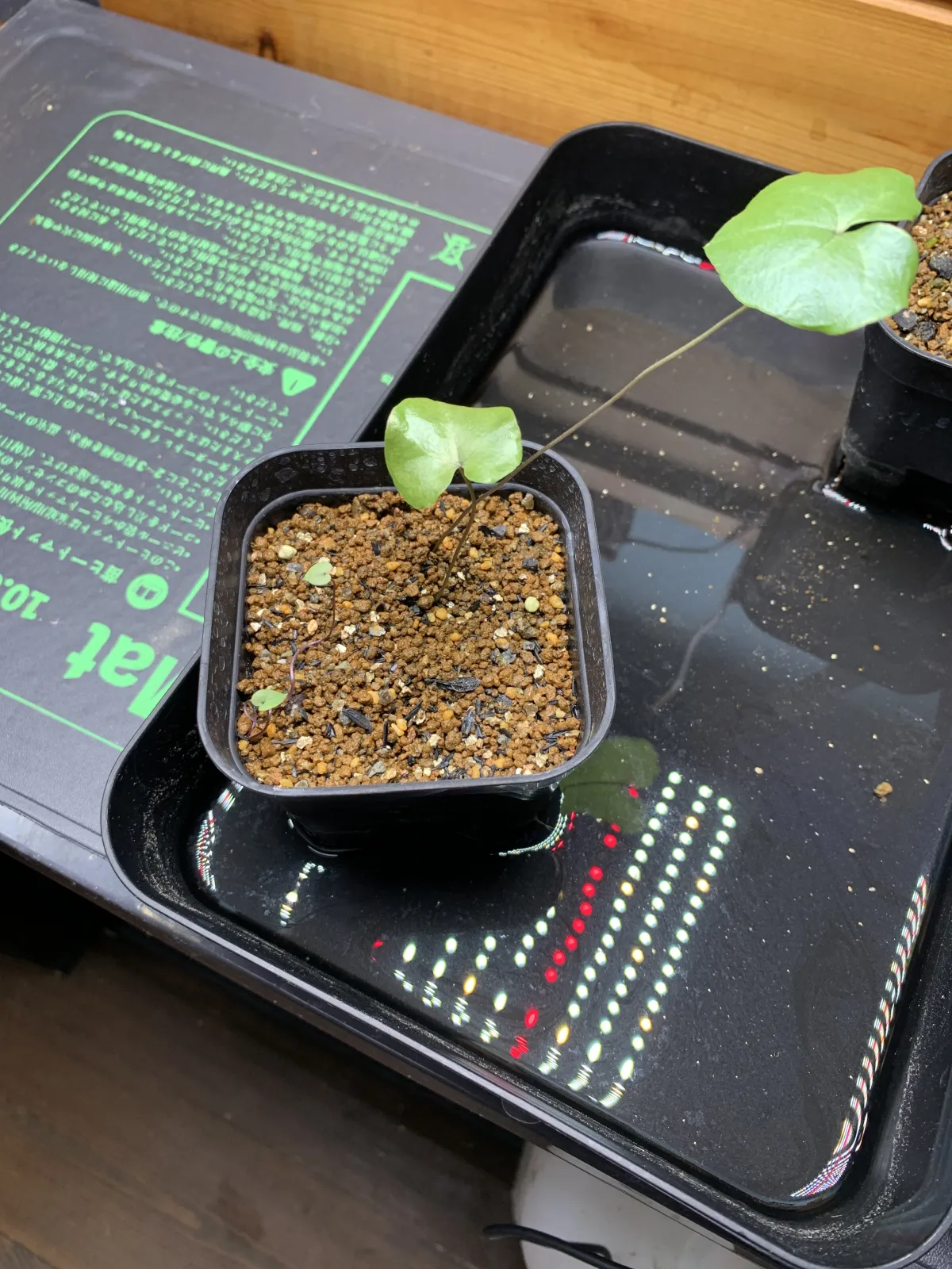 Dioscorea elephantipes (ディオスコレア エレファンティペス)