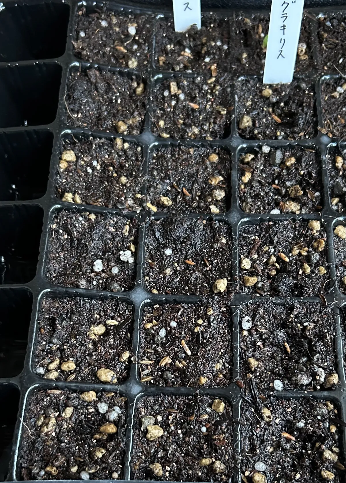Pachypodium rosulatum var. gracilius ([無料種子] 発芽難 パキポディウム グラキリス　)