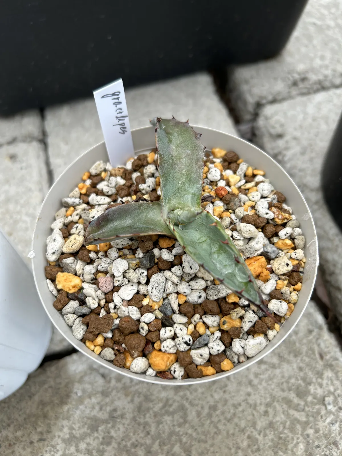 Agave x gracilipes (アガベ グラシリペス)