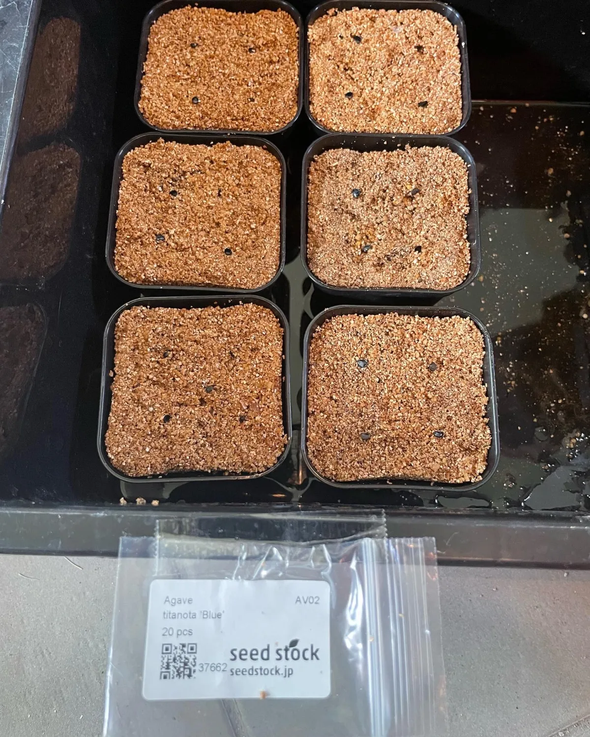 Agave titanota Blue Lot. (アガベ チタノタブルー)