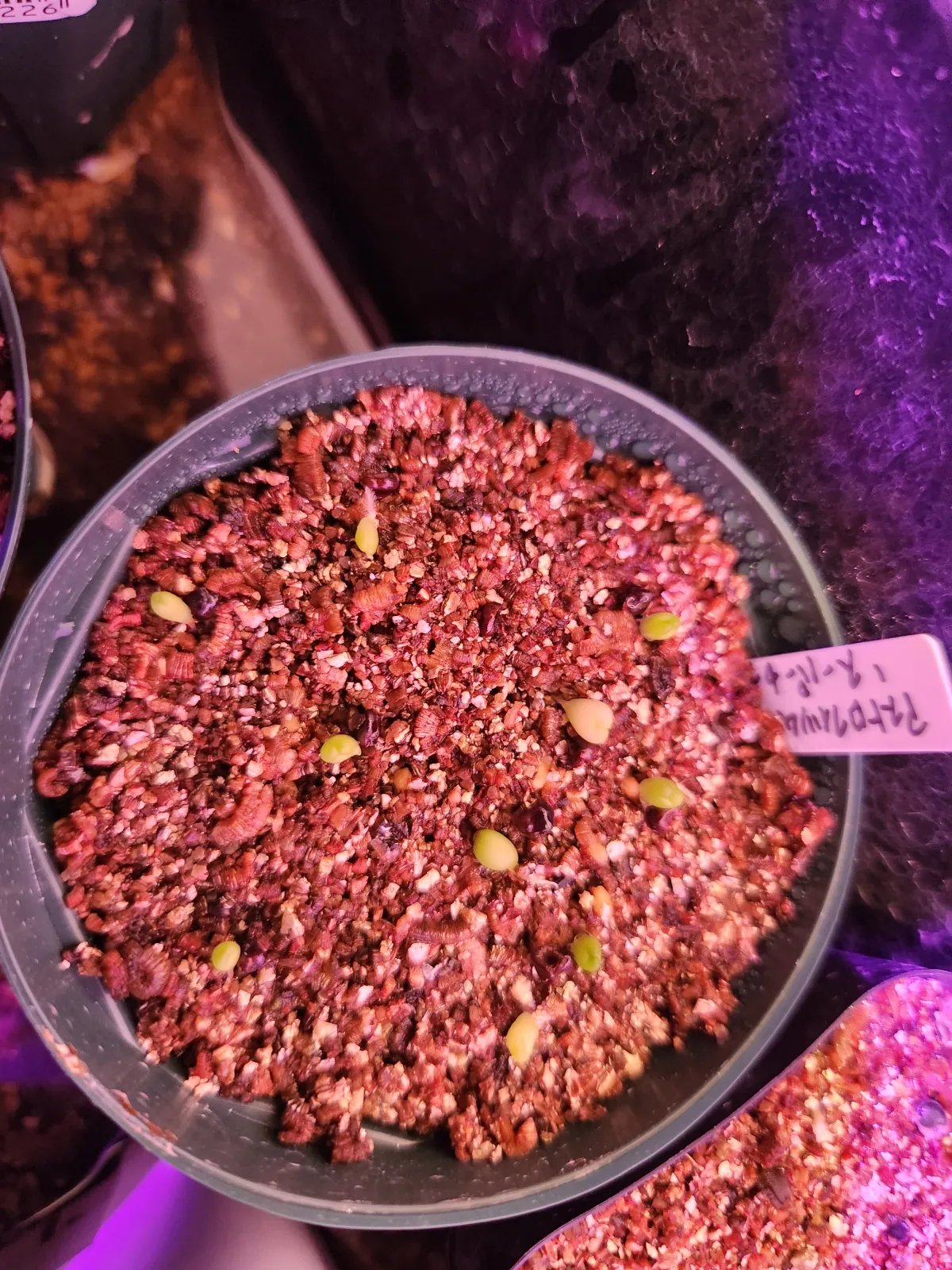 Astrophytum asterias cv. Super kabuto (アストロフィツム スーパー兜)