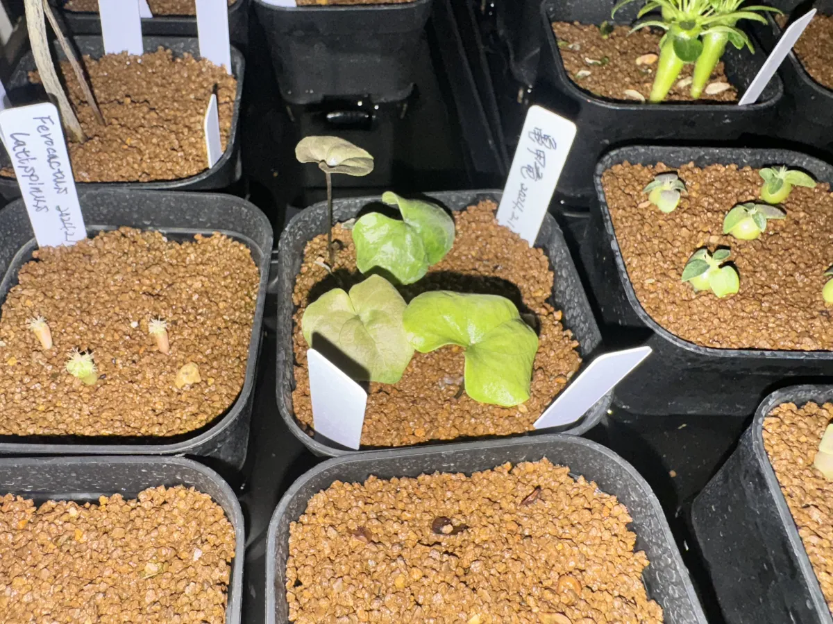 Dioscorea elephantipes Lot. (ディオスコレア エレファンティペス)